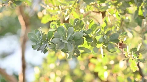 TreeLeavesBokeh Video stock 136971501