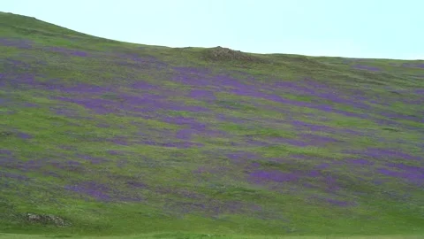 Treeless highland meadows bloom with purple and lilac flowers - Flowering Meadow Stock Footage 339826552