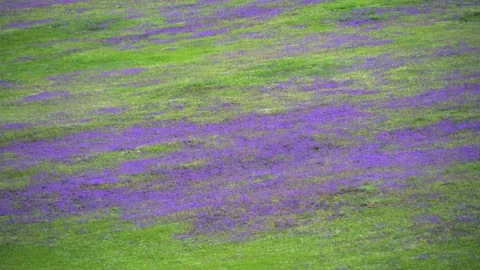 Treeless highland meadows bloom with purple and lilac flowers - Natural Carpet Stock Footage 339826566