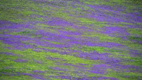 Treeless highland meadows bloom with purple and lilac flowers - Wild Bloom Stock Footage 339826573