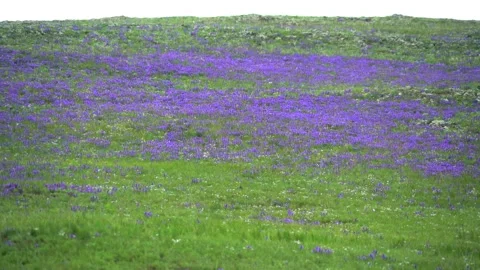 Treeless highland meadows bloom with purple - Flowering Meadow and Wild Bloom Stock Footage 339826576