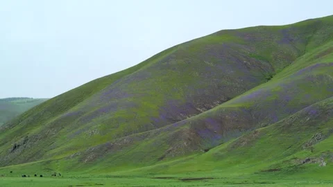 Treeless highland meadows bloom with purple - Wild Bloom and Scenic Hillside Stock Footage 339826580