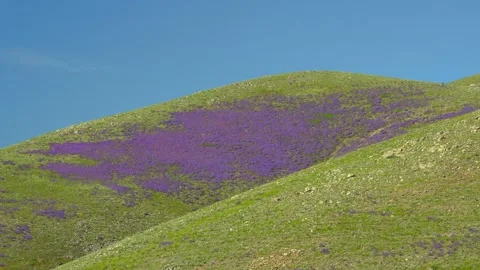 Treeless highland meadows bloom with purple and lilac flowers - Hill Pasture Stock Footage 339827841