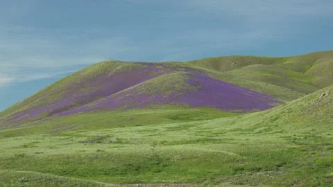 Treeless highland meadows bloom with purple and lilac flowers - Remote Nature Stock Footage 339827855