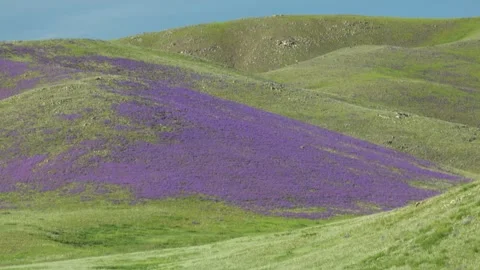 Treeless highland meadows bloom with purple - Scenic Hillside and Hill Pasture Stock Footage 339827879