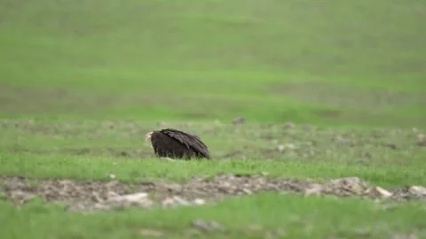 Treeless open meadow hosts a black vulture standing alone in vast grassland 스톡 동영상 333780736