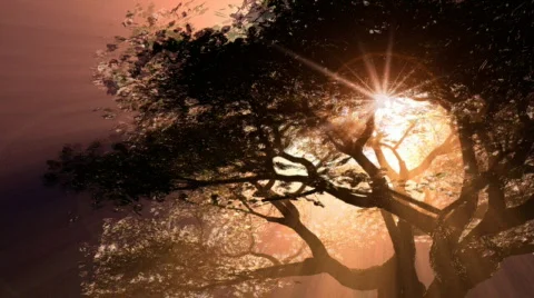 TreeLight 720p Stock Footage 160360