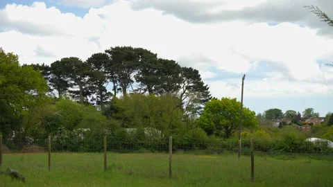 Treeline along a main road in Devon England Stock Footage 154853995
