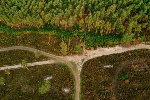 Treeline and paths Foto stock