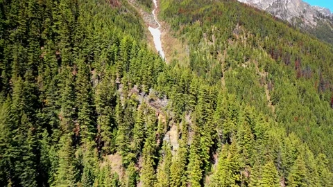 Treeline buzz 2 Stock Footage 134301401