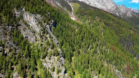 Treeline buzz Stock Footage 134301405