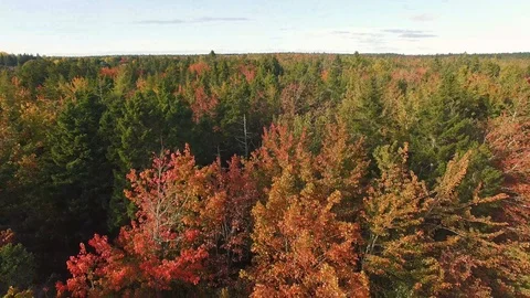 Treeline drop over fall trees in maine revealing close up of tree Stock Footage 96709935