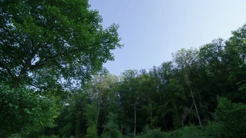 A Treeline Video stock 171242768