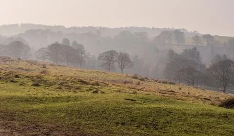 Treeline in mist Stock Photos
