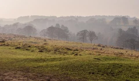 Treeline in mist Stock Photos