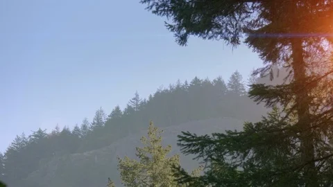 Treeline Mountain Forest Skyline Background Nature Landscape Sky View Trees Video stock 108642600