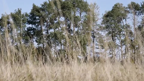 Treeline Pan Stock Footage 80440009