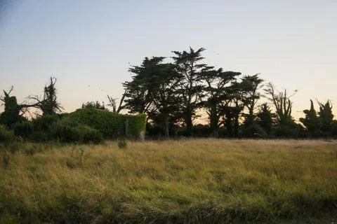 Treeline Stock Photos