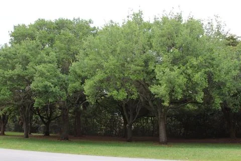 Treeline Stock Photos