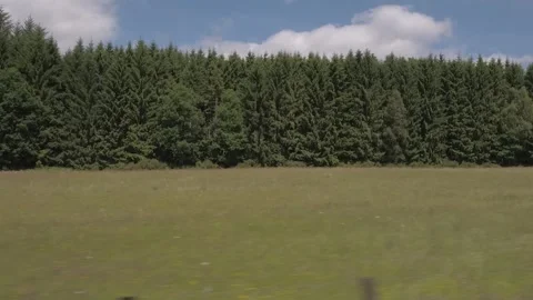 A Treeline of a Pine Forest in Summer - Cinematic Documentary Shot Stock Footage 325686351
