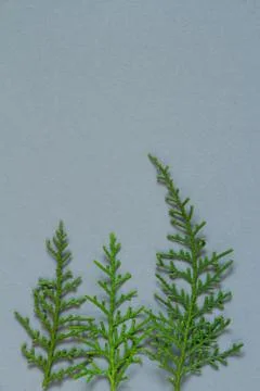Treeline shape made of thuja branches. Minimal winter creative table flat lay Stock Photos