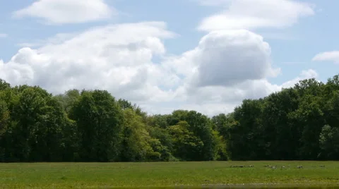 Treeline with Sky 1 Video stock 5298032