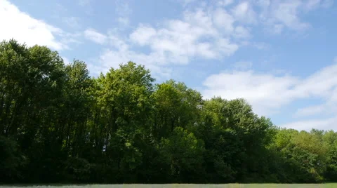 Treeline with Sky 2 Video stock 5298041