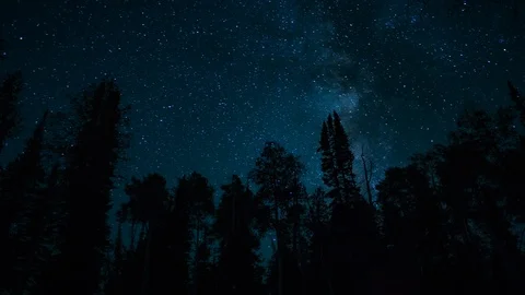 Treeline Starlapse Stock Footage 114781137