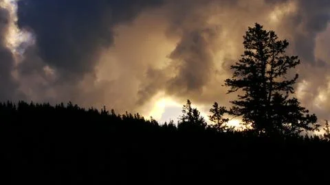 Treeline Sunset Stock Photos
