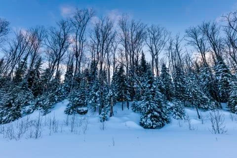 Treeline in winter Stock Photos