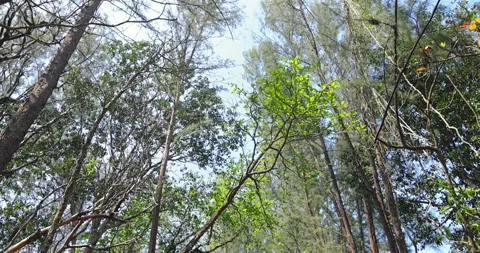 Treelined path, lush green forest, blue sky, tranquil nature walk, Vídeos de archivo 305936195