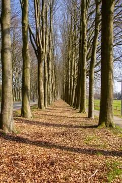 Treelined walking path between the trees Stock Photos