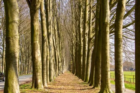 Treelined walking path between the trees Stock Photos