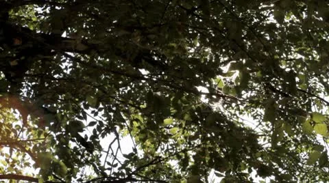 Tree.mp4 스톡 동영상 8850555