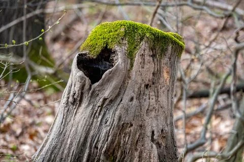 Treenk with moss and a heart shaped hole Stock Photos