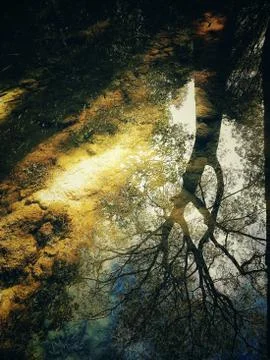 Treeoflife Stock Photos