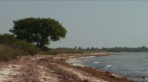 TreeOnBeach Stock Footage 718218