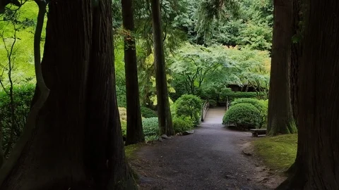 TreeP ath to Bridge Video stock 105083276
