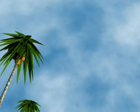 TreePAL Stock Footage 768208