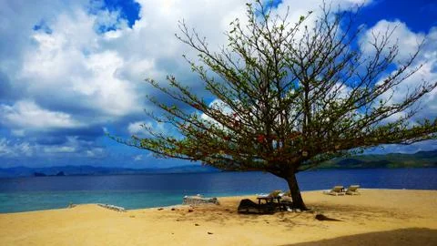 TreePhil2 Stock Photos