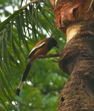 Treepie Stock Photos