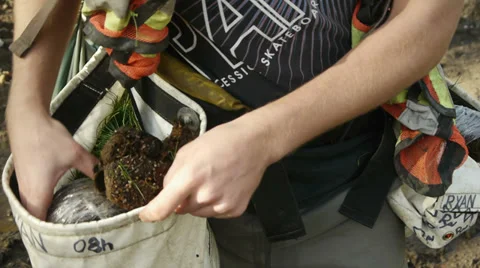 A Treeplanter load their bag with new plants Vídeo Stock 32789540