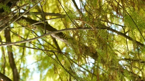 Treereflect Stock-Footage 342592058