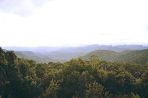 Treertops from a mountain Foto stock