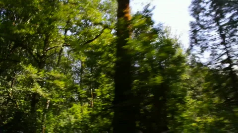 Trees 01 - Forest driving low angle Video stock 838772