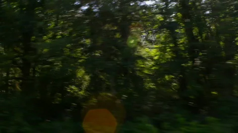 Trees 02 - driving sideview Stock Footage 838628