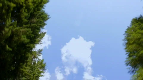 Trees 03 - Pine trees extreme low angle time lapse Video stock 838611