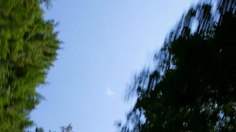 Trees 03 - Pine trees extreme low angle real time Stock Footage 838623