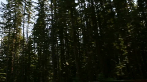 Trees 04 - dense pine forest Stock Footage 838827