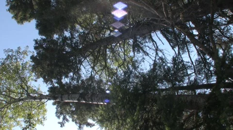 Trees 1 Vídeo Stock 506466